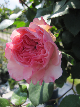 Stammrose Mariatheresia